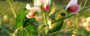Pea blossom Mendel